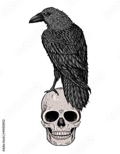 Skull and raven hand drawn illustration. Tattoo vintage print. Skull hand drawn print. Tattoo design. Raven sitting on a skull