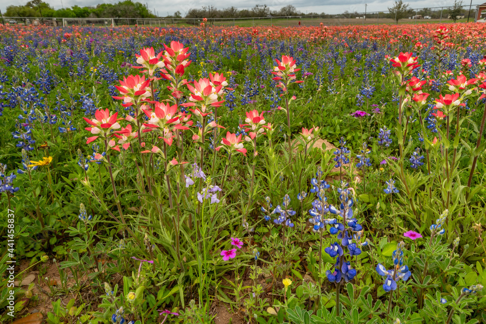 Obraz premium Field of mixed Texas wildflowers