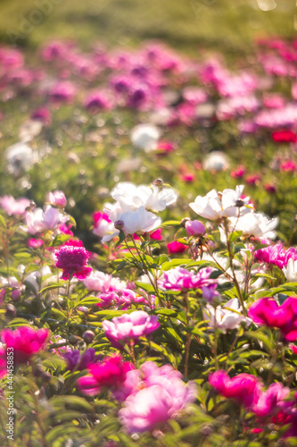 Beautiful pink peonies in the garden. Field of Paeonia  lactiflora Sarah Bernhardt.    