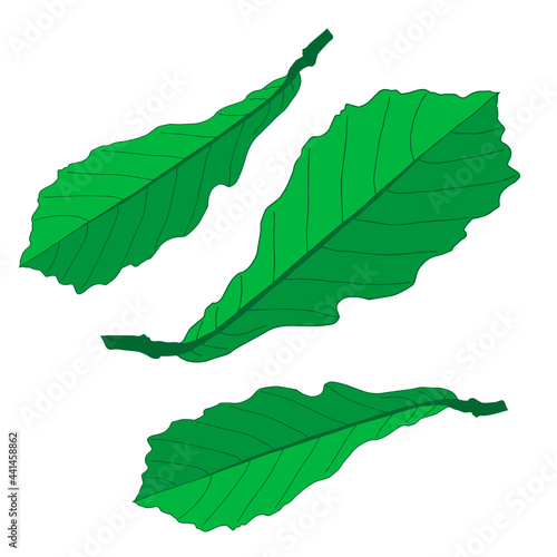 Illustration of group of green oak leaves isolated on a white background