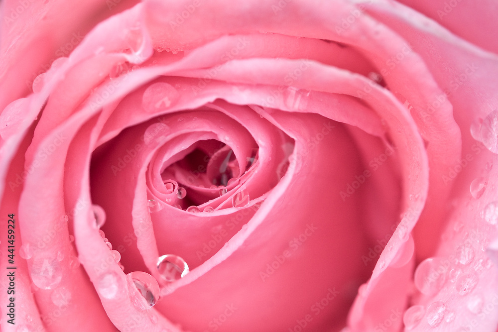 beautiful velvety pink rose in dew