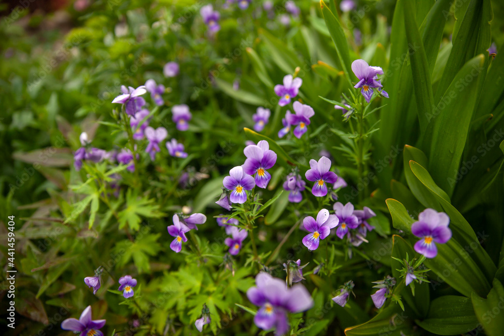 purple pansies blooming in summer purple pansies blooming in summer