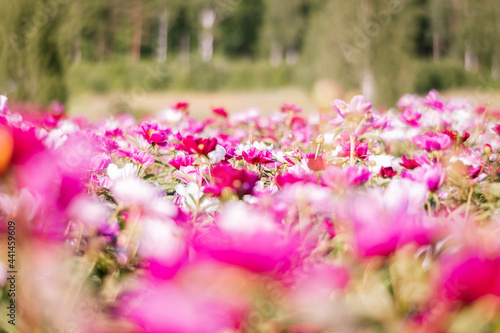 Beautiful pink peonies in the garden. Field of Paeonia  lactiflora Sarah Bernhardt.    