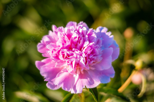 Beautiful pink peonies in the garden. Field of Paeonia lactiflora Sarah Bernhardt.  