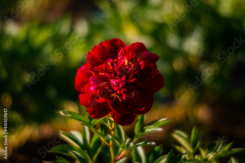 Beautiful pink peonies in the garden. Field of Paeonia  lactiflora Sarah Bernhardt.    