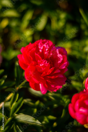 Obraz na plátne Beautiful red peonies in the garden