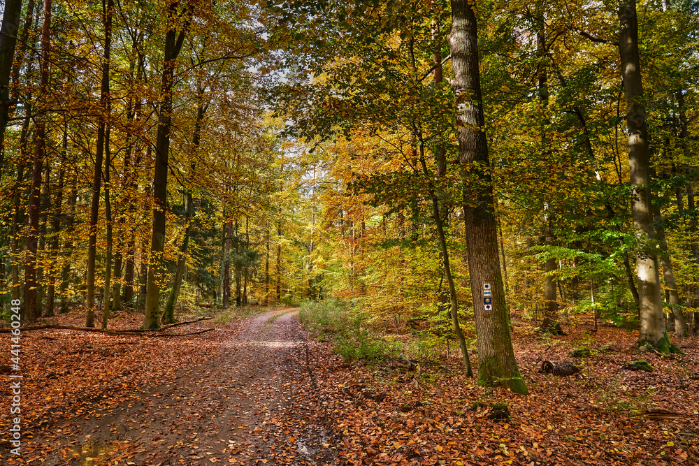 Wegzeichen für den 66-Seen-Wanderweg und den Jakobsweg an einem Baum im Herbstwald bei Melchow