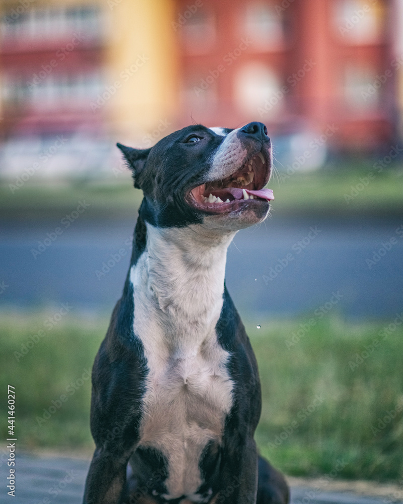 Beautiful young purebred pit bull terrier on the city street, close-up.