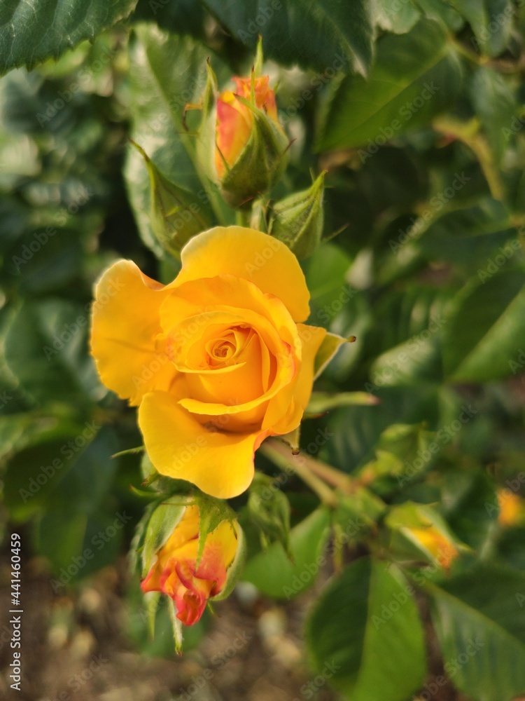 Flower Flower