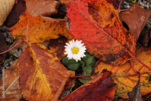 How daisy looks in autumn covered with leaves