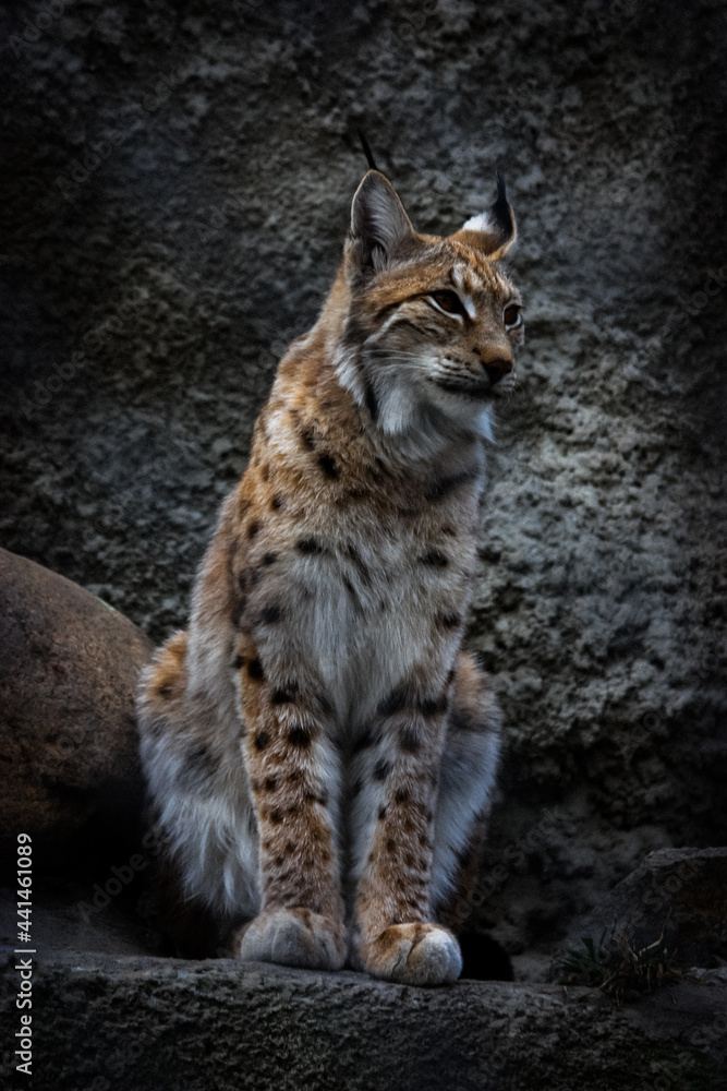 Obraz premium lynx on the rock