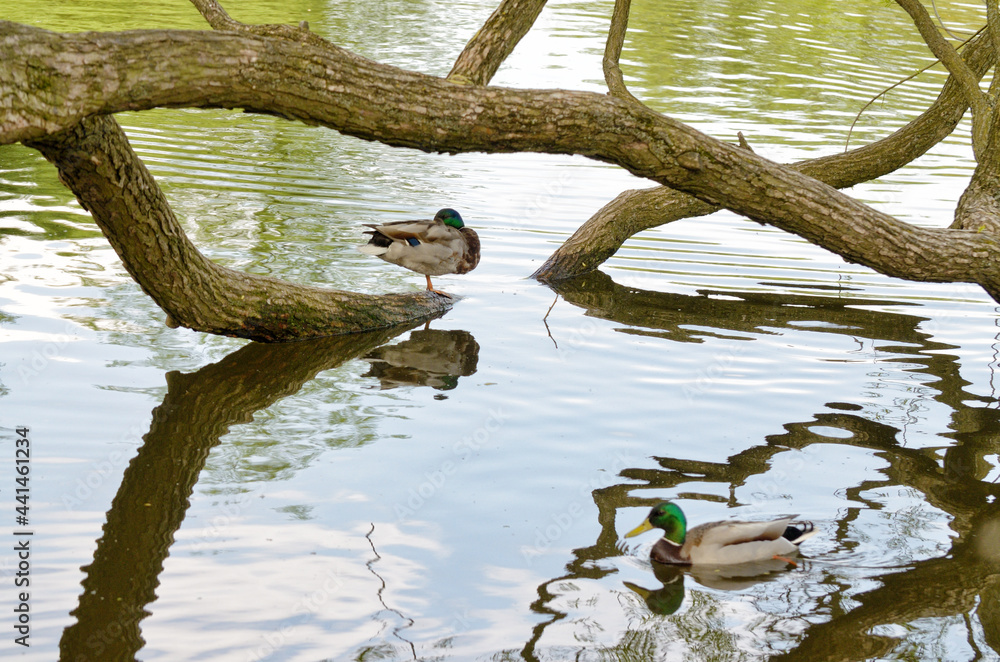 Ducks swim in the pond.