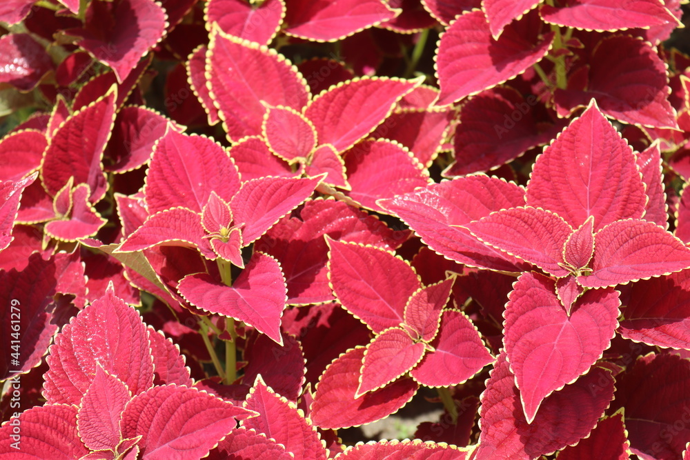 Floral background coleus plants on the flowerbed. High quality photo Floral background coleus plants on the flowerbed. High quality photo