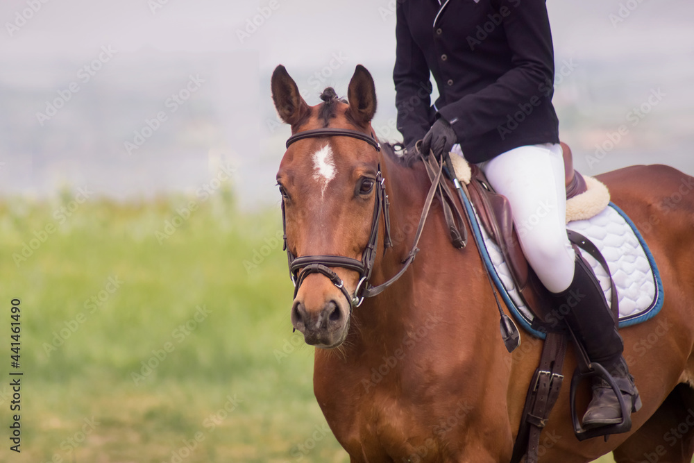 Obraz premium horse rider, equestrian sport competition, close-up, horse head, copy space