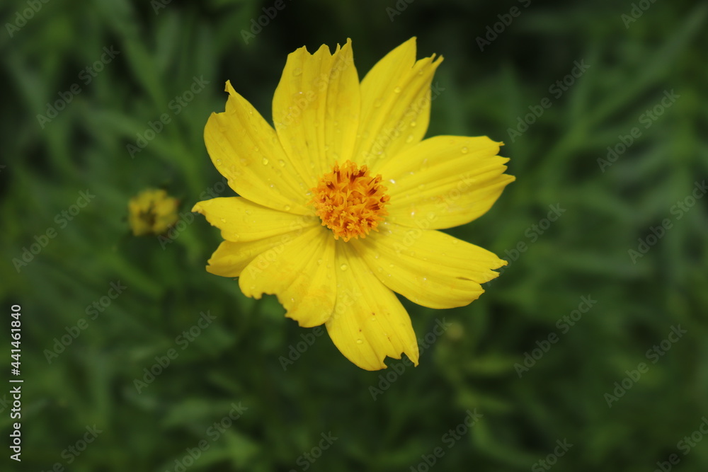 Natural orange sulfur cosmos flower in closeup with green leaves background Natural orange sulfur cosmos flower in closeup with green leaves background