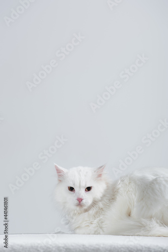 domestic and furry cat on white blanket isolated on grey