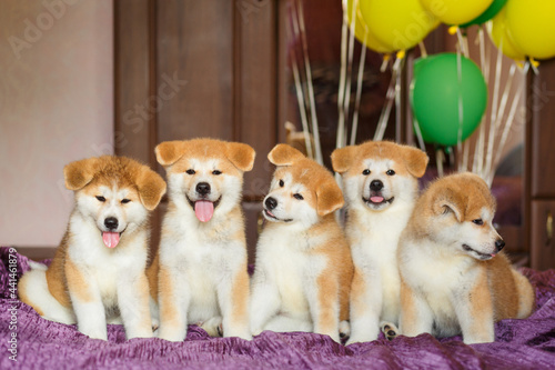 Funny little akita inu puppies with balloons. Fluffy balls of happiness