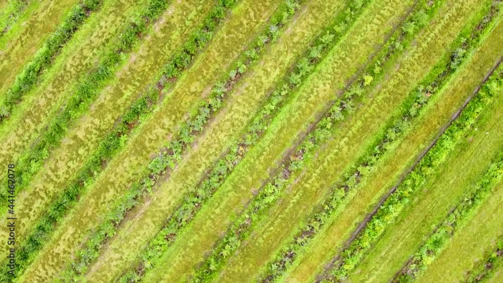 Drone rotates over a blueberry field Cultivation of blueberries on industrial plantations established on former peat bogs. Big scale production theme. Drone rotates over a blueberry field Cultivation of blueberries on industrial plantations established on former peat bogs. Big scale production theme.