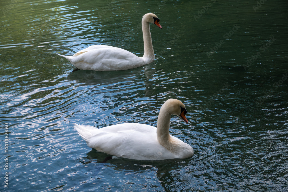 Fototapeta premium Two graceful white swans swim in the dark water.