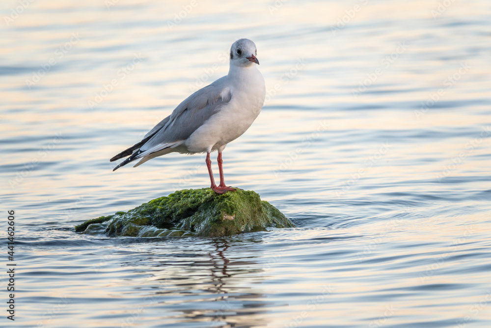 Fototapeta premium Seagull sits on stone cliff at the sea shore