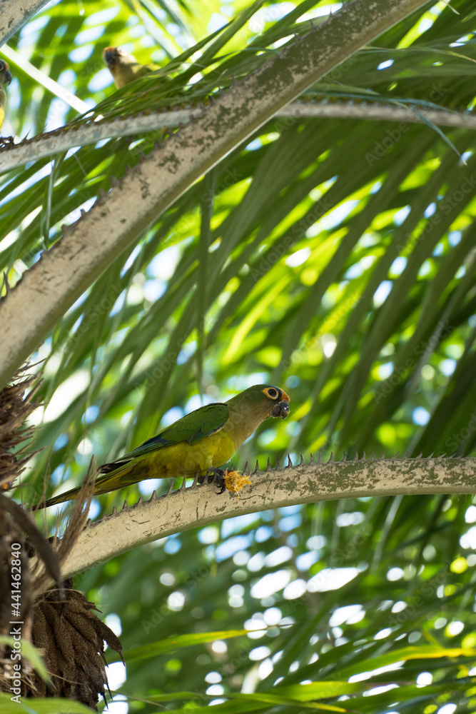 Fototapeta premium Birds called Maritacas, with green and yellow feathers, eating fruit from the tree in a Brazilian park. Family of Psittacidae of the genus Pionus. Selective focus.