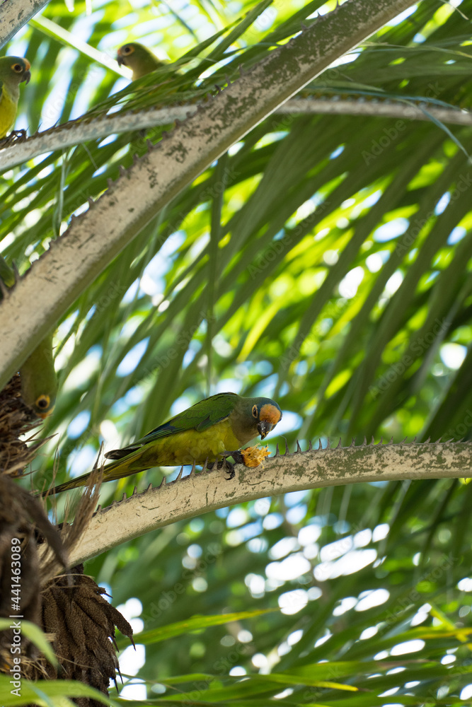 Fototapeta premium Birds called Maritacas, with green and yellow feathers, eating fruit from the tree in a Brazilian park. Family of Psittacidae of the genus Pionus. Selective focus.
