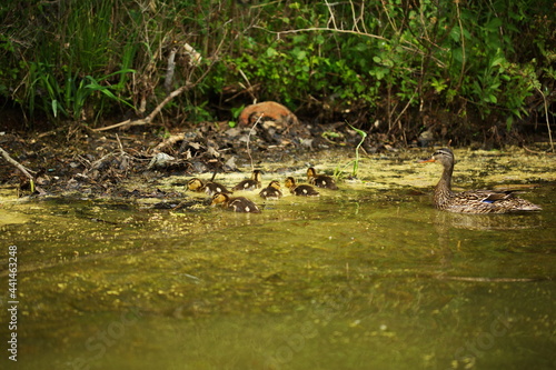 Wild baby ducks along the edge of a lake with their mother nearby. Nature and wildlife in Ontario, Canada. © Erika Norris