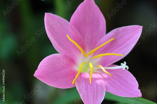 pink flower