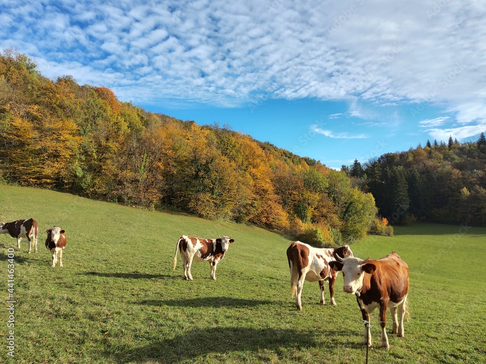Vaches de race Montbéliardes dans le jura