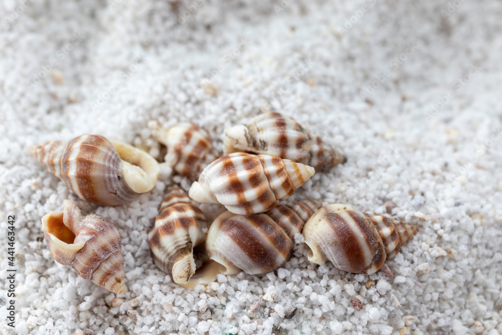 Seashells on the white sand. summer holidays, travel agencies. Seashells on the white sand. summer holidays, travel agencies.