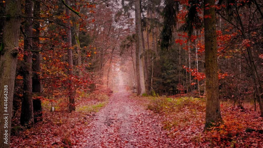 Forest and cut trees in autumn. Wildlife in Poland Forest and cut trees in autumn. Wildlife in Poland