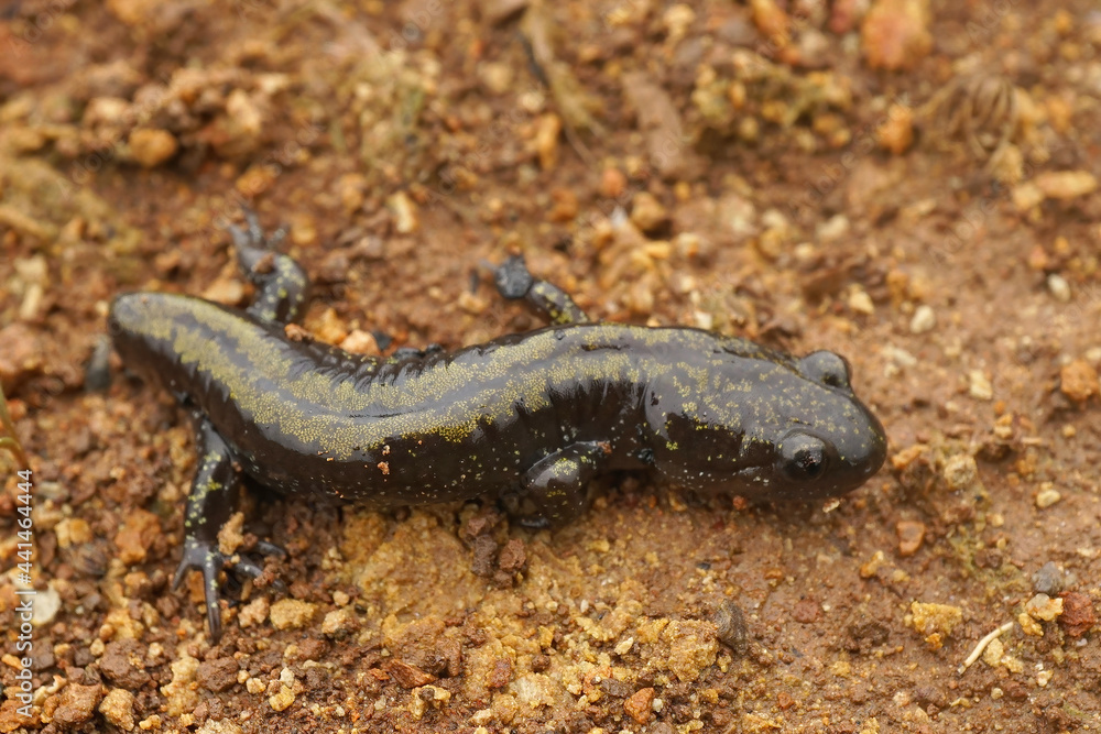 An adult Western longtoed salamander, Ambystoma macrodactylum macrodactylum , with a missing tail