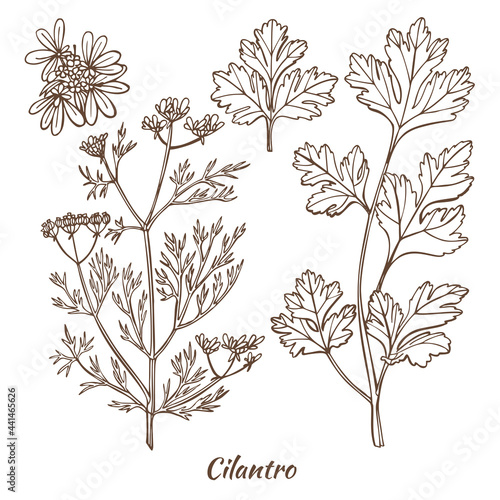 Cilantro Plant and Leaf in Hand Drawn Style