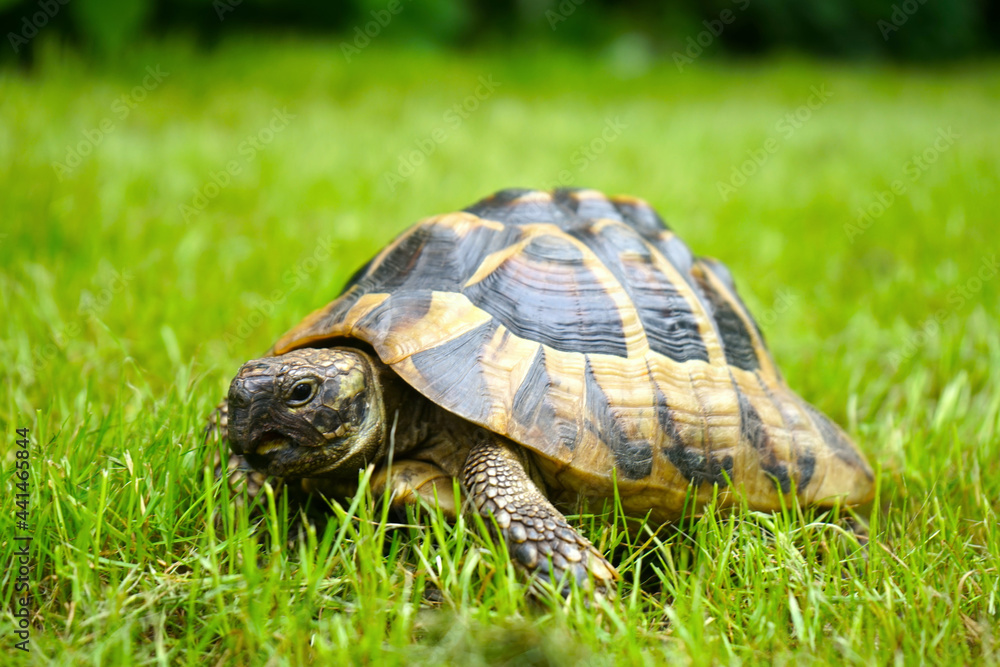 Griechische Landschildkröte, Schildkröte im Gras Griechische Landschildkröte, Schildkröte im Gras