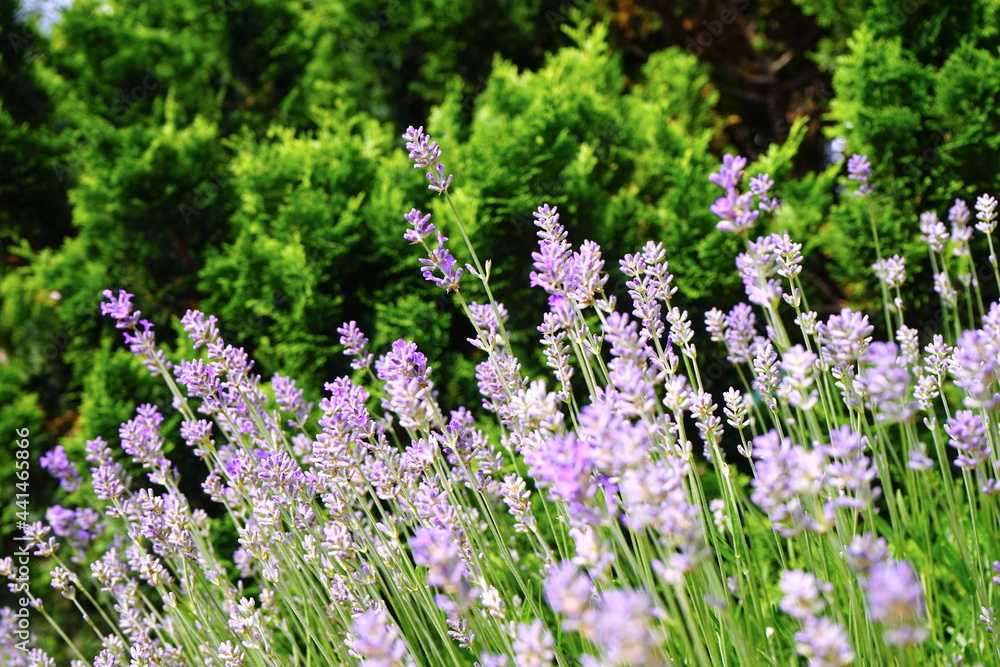 Blühender Lavendel vor Nadelgewächs, Gartengestaltung Blühender Lavendel vor Nadelgewächs, Gartengestaltung