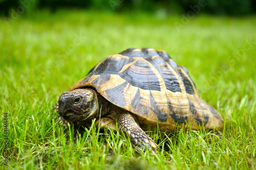 Griechische Landschildkröte, Schildkröte im Gras  photo