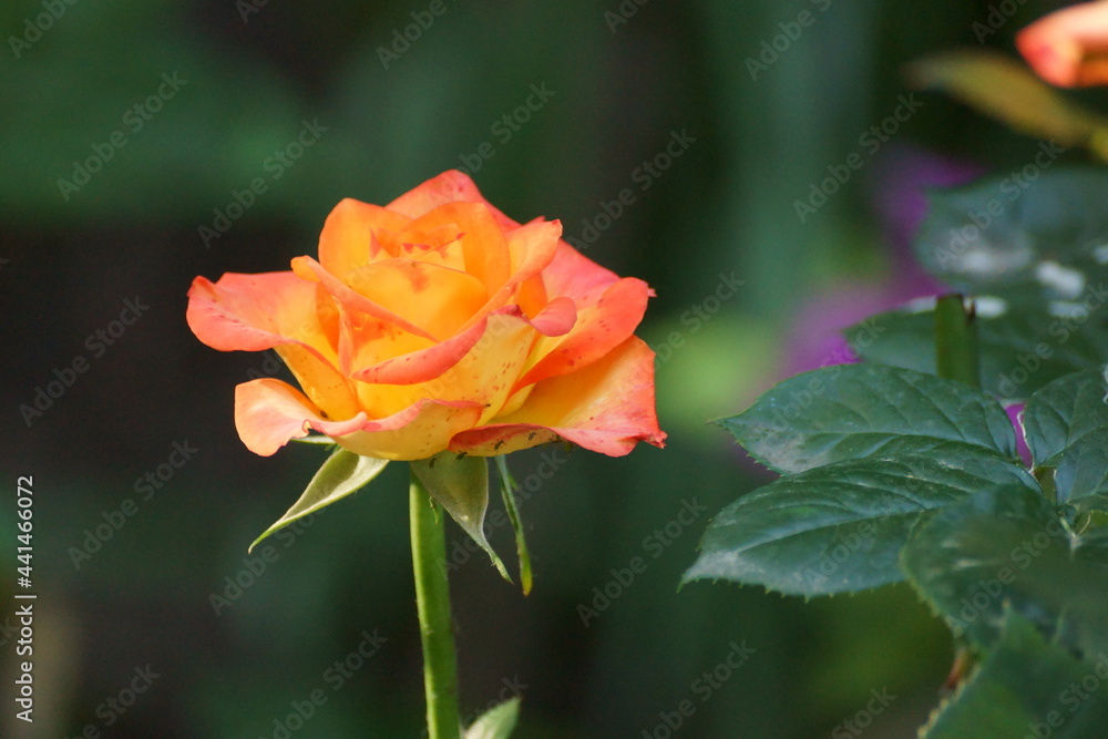 orange rose