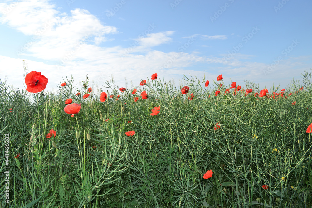 field with poppies. nature photo