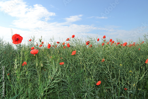 field with poppies. nature photo