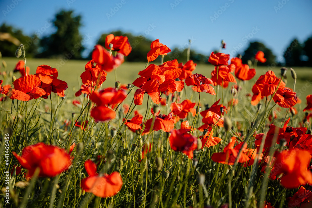 Beautiful flowers red poppies blossom, wild field at sunset, selective focus, soft light, light of setting sun, Close-up of scarlet vivid poppy on green fleecy stems, sunny summer day Czech Republic Beautiful flowers red poppies blossom, wild field at sunset, selective focus, soft light, light of setting sun, Close-up of scarlet vivid poppy on green fleecy stems, sunny summer day Czech Republic