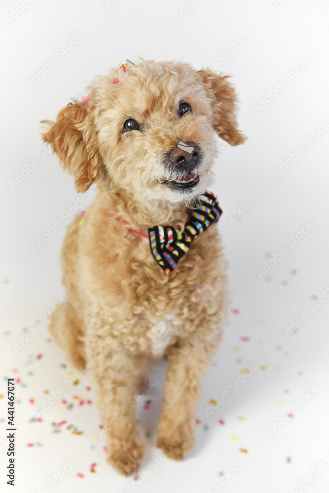 birthday boy with confetti birthday boy with confetti