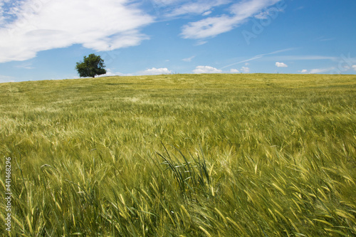 champ de blé vert sous un ciel bleu