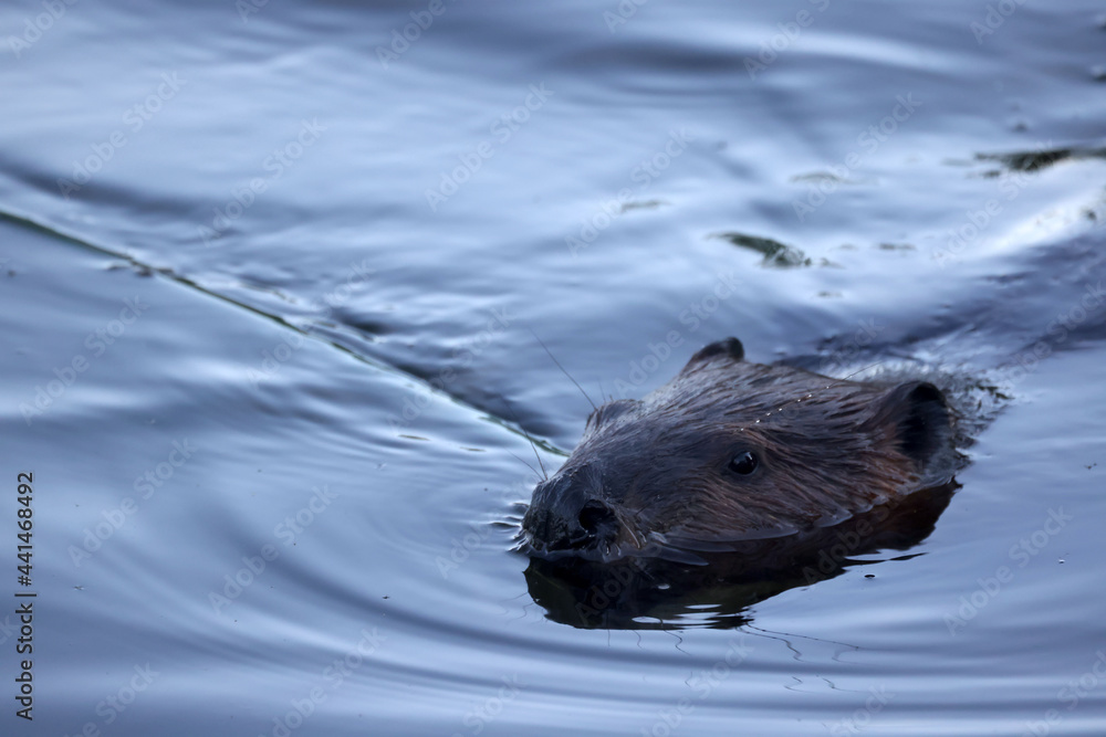 Baby Beaver (this year's kit) helping parents patch the dam so water level stays high
Baby Beaver (this year's kit) helping parents patch the dam so water level stays high