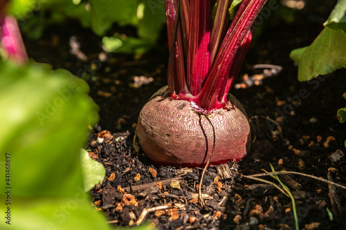 Close-up of beetroot growing in a vegetable patch photo
