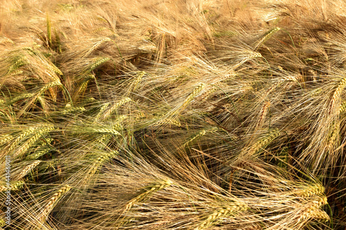 Background from ears of golden ripe rye. Harvesting.