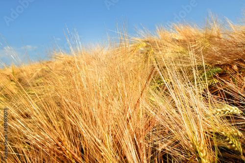 Yellow ripe wheat against the blue sky. Harvesting.