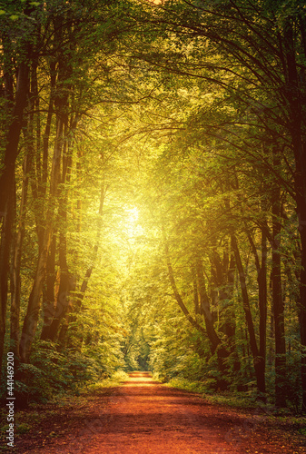 Path through green forest