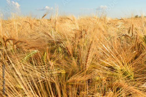 Wallpaper Mural Yellow ripe wheat against the blue sky. Harvesting. Torontodigital.ca