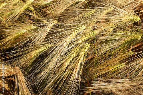 Background from ears of golden ripe rye. Harvesting. photo