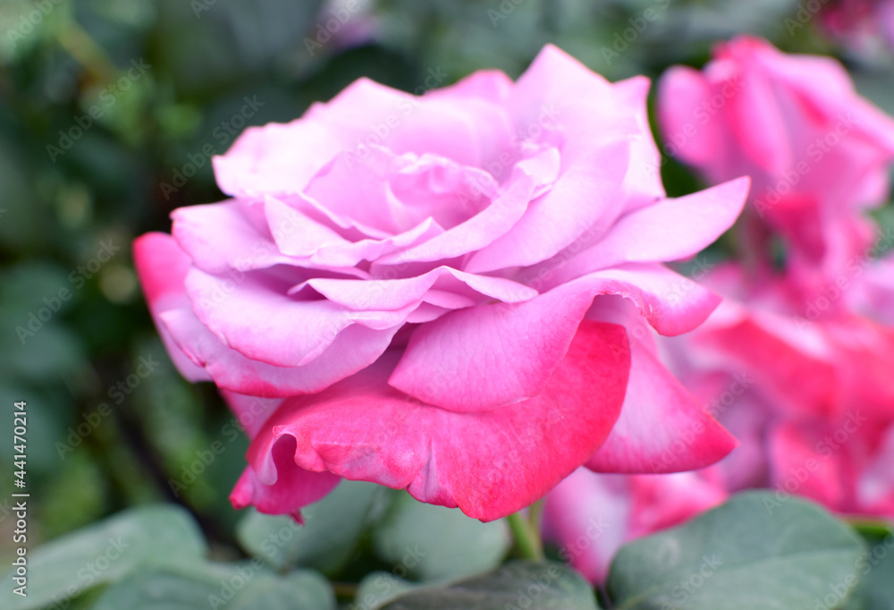 Blooming beautiful lilac bush roses in the garden. Spring flower in green leaves